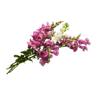Floral Notes