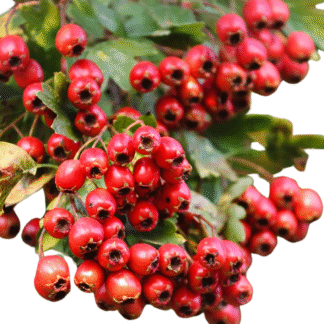 Hawthorn