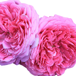 Bulgarian Rose