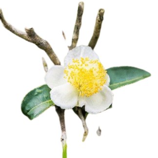 Green Tea Flower