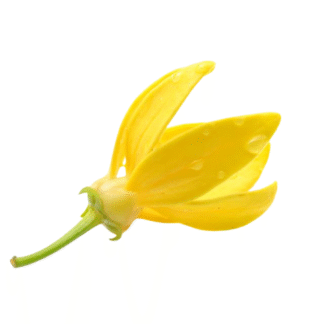 Ylang-Ylang