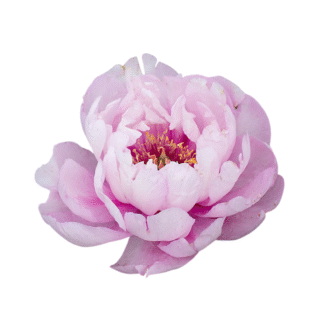 Peony