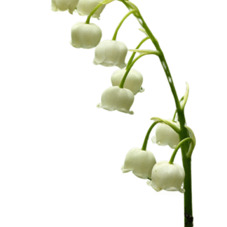 Lily-of-the-Valley