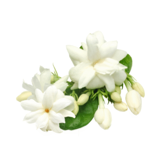 Jasmine