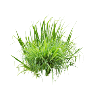 Grass
