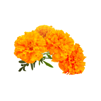 Marigold