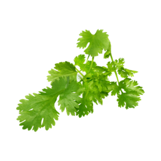 Coriander