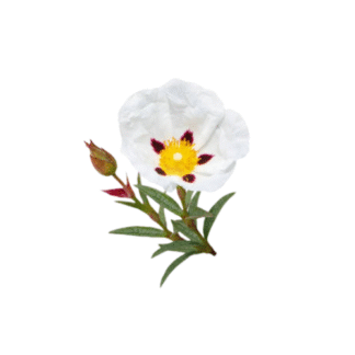 Labdanum